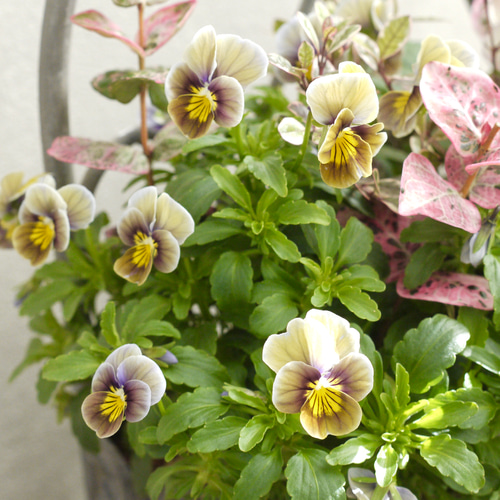 寄せ植え】大人可愛いビオラ フロステッドチョコレートの寄せ植え