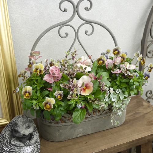 寄せ植えセット　ゆゆ様　ご注文　プティフール　ビオラ 寄せ植え】大人可愛いビオラ フロステッドチョコレートの寄せ植え