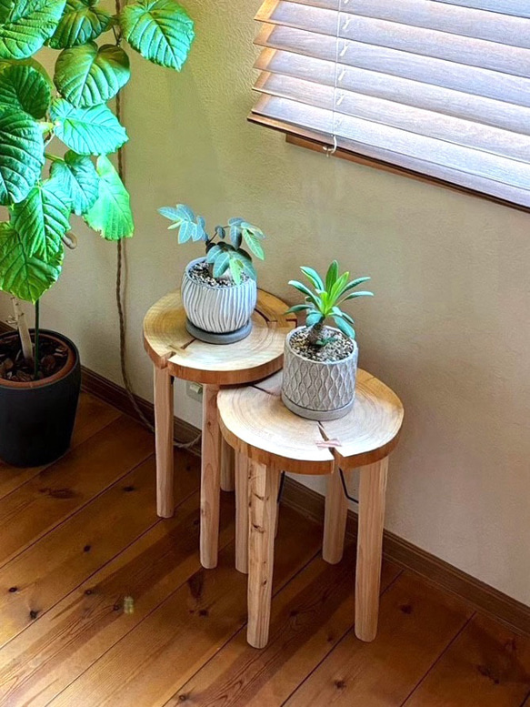 天然木 杉 飾り台などに