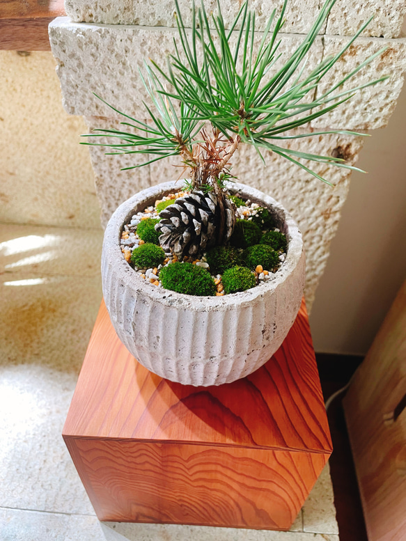 希少！屋久杉の花台 一輪挿し・花瓶・花器 8929 通販 18488966｜Creema