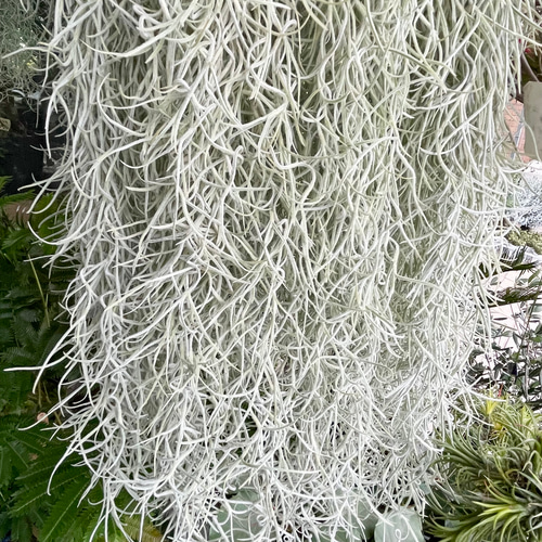希少 エアプランツ チランジア ウスネオイデス 太葉 Tillandsia