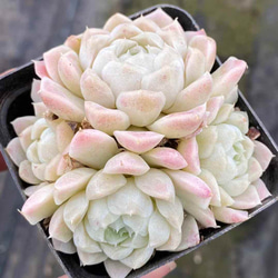 多肉植物 エケベリア ピンクヒューミリス 群生苗 3頭 抜き苗 1株