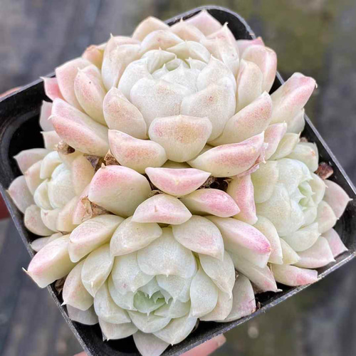 多肉植物 レア新品種 琥珀凍グス 抜き苗 3cm 1苗1200円 多肉植物