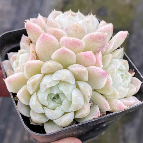 多肉植物 エケベリア抜き苗3種類大3株② ふりかけれ
