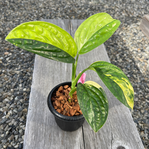 希少※モンステラ シャトルウィング ココスティック仕立て 4号鉢 希少