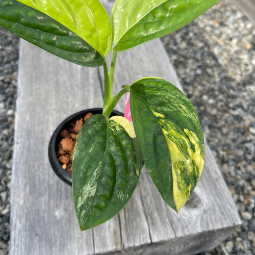 希少♡【現品】モンステラ ジェイドシャトルコック 斑入り 3号プラ鉢