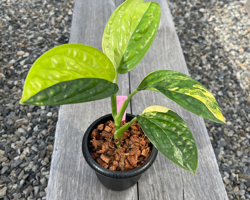 希少♡【現品】モンステラ ジェイドシャトルコック 斑入り 3号プラ鉢