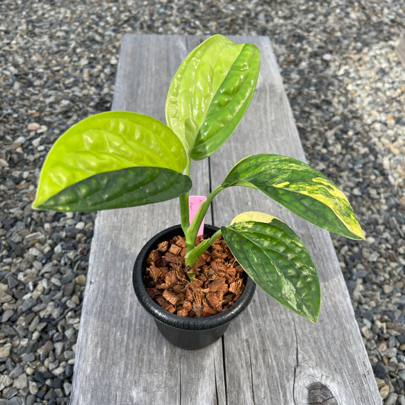 希少♡【現品】モンステラ ジェイドシャトルコック 斑入り 3号プラ鉢