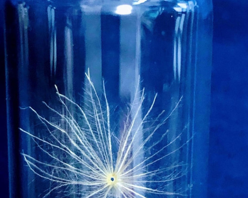 幸せを呼び込むかもしれないケセランパサラン ◇幸せを呼ぶケサランパサラン【ケセランパサラン】 3.5〜4cm