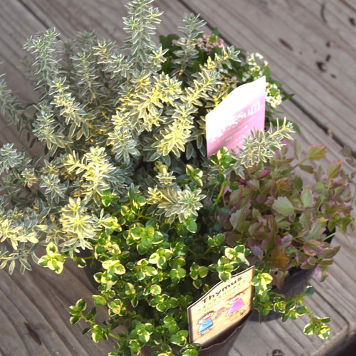 寄せ植え カラーリーフ 観葉植物　リース仕立て (スタンド付) 寄せ植えの相棒！リーフセットⅠ】迷ったらこれ！定番カラーリーフ