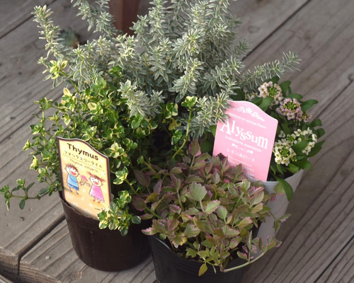 寄せ植えの相棒！リーフセットⅠ】迷ったらこれ！定番カラーリーフ