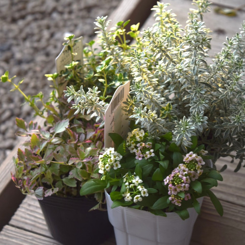 寄せ植えの相棒！リーフセットⅠ】迷ったらこれ！定番カラーリーフ