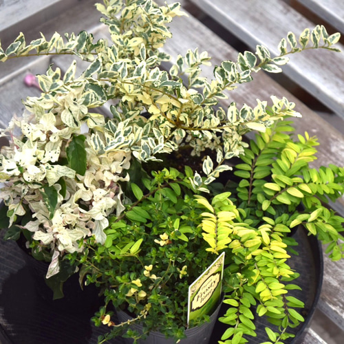 寄せ植え カラーリーフ 観葉植物　リース仕立て (スタンド付) 寄せ植え カラーリーフ 観葉植物 リース仕立て (スタンド付)