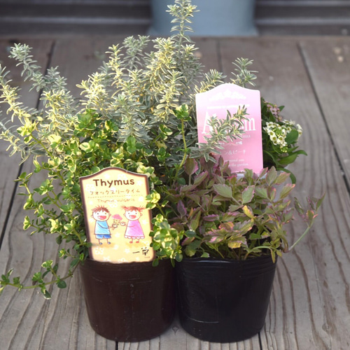 寄せ植えの相棒！リーフセットⅠ】迷ったらこれ！定番カラーリーフ