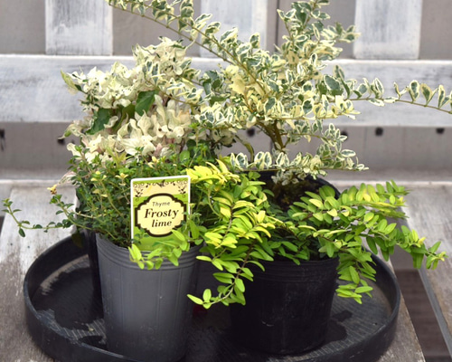 寄せ植えの相棒！リーフセットⅠ】爽やかな寄せ植えが作れる