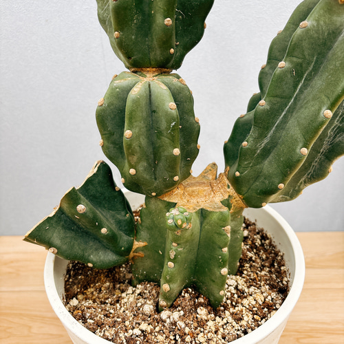 特大株❗️ウチワサボテンベレン 直径35センチ以上❗️