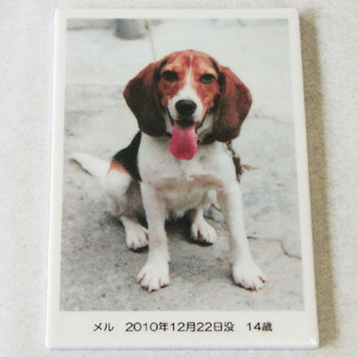 フォトタイル ビニル床タイル WAXFREE EXA、WAXFREE REFINEBACK EXAに新作追加 階下