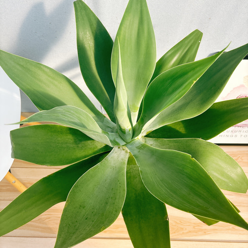 現品］☆おすすめ☆ 6番 アガベ アテナータ 8号 観葉植物 綺麗