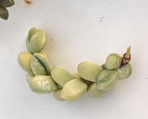 マロニエラポ　カット苗 マロニエラポ カット苗 送料1/4】商品 特設ページ｜豊明卸問屋ドットコム