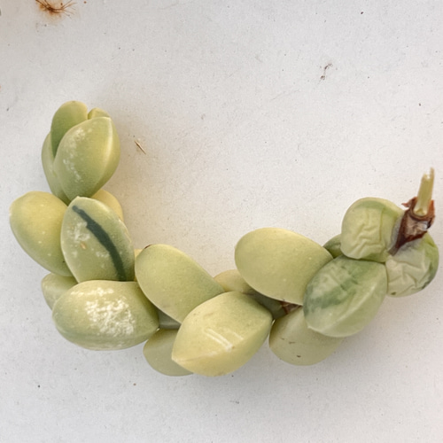 レーマニー錦＊多肉植物＊カット苗 多肉植物 ＊N＊ 通販 18491068