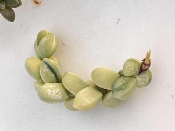 専用　多肉植物　リヤド錦　カット 数珠星錦☆銭串錦☆根付きカット苗 no.13☆クラッスラ☆多肉