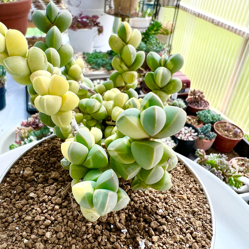 レーマニー(抜き苗)   多肉植物 レーマニー 抜き苗✳︎多肉植物 - メルカリ