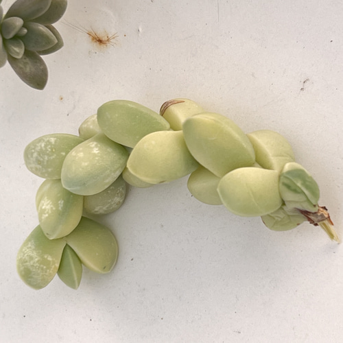 レーマニー(抜き苗)   多肉植物 楽天市場】多肉植物 sdメセン レーマニー 多肉植物 7.5cmポット