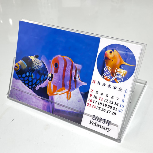 2025年海水魚卓上カレンダー 2個3000円以上購入なら同じ物でなくても