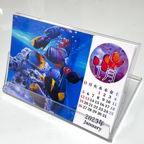 2025年海水魚卓上カレンダー 2個3000円以上購入なら同じ物でなく