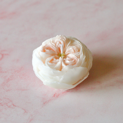 クォーターロゼット咲きの薔薇キャンドル キャンドル