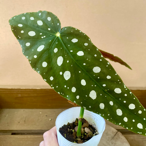 観葉植物 木立性ベゴニア マクラータ アートフラワー plant life