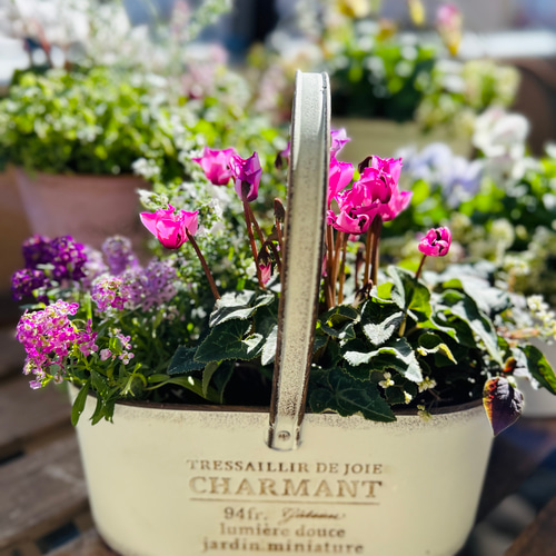 秋から春までこ寄せ植え シクラメン(ピンク) その他インテリア雑貨