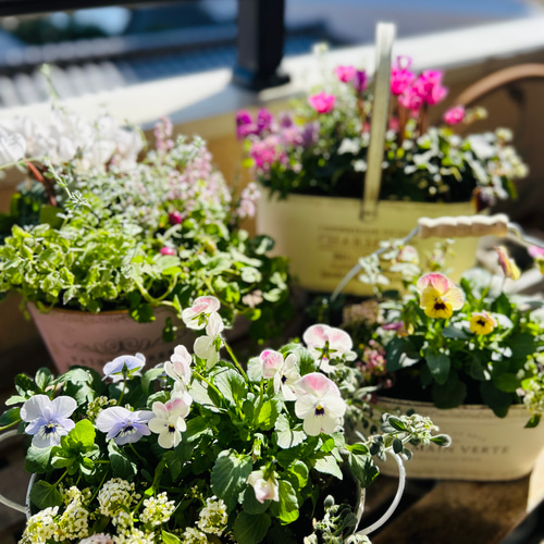 秋から春までこ寄せ植え シクラメン(ピンク) その他インテリア雑貨