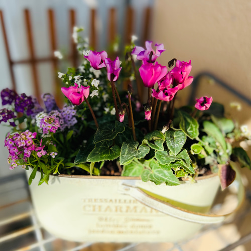 秋から春までこ寄せ植え シクラメン(ピンク) その他インテリア雑貨