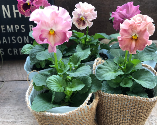 花　おまとめページ 押し花のオペラ｜カナックス | カナックス kannax
