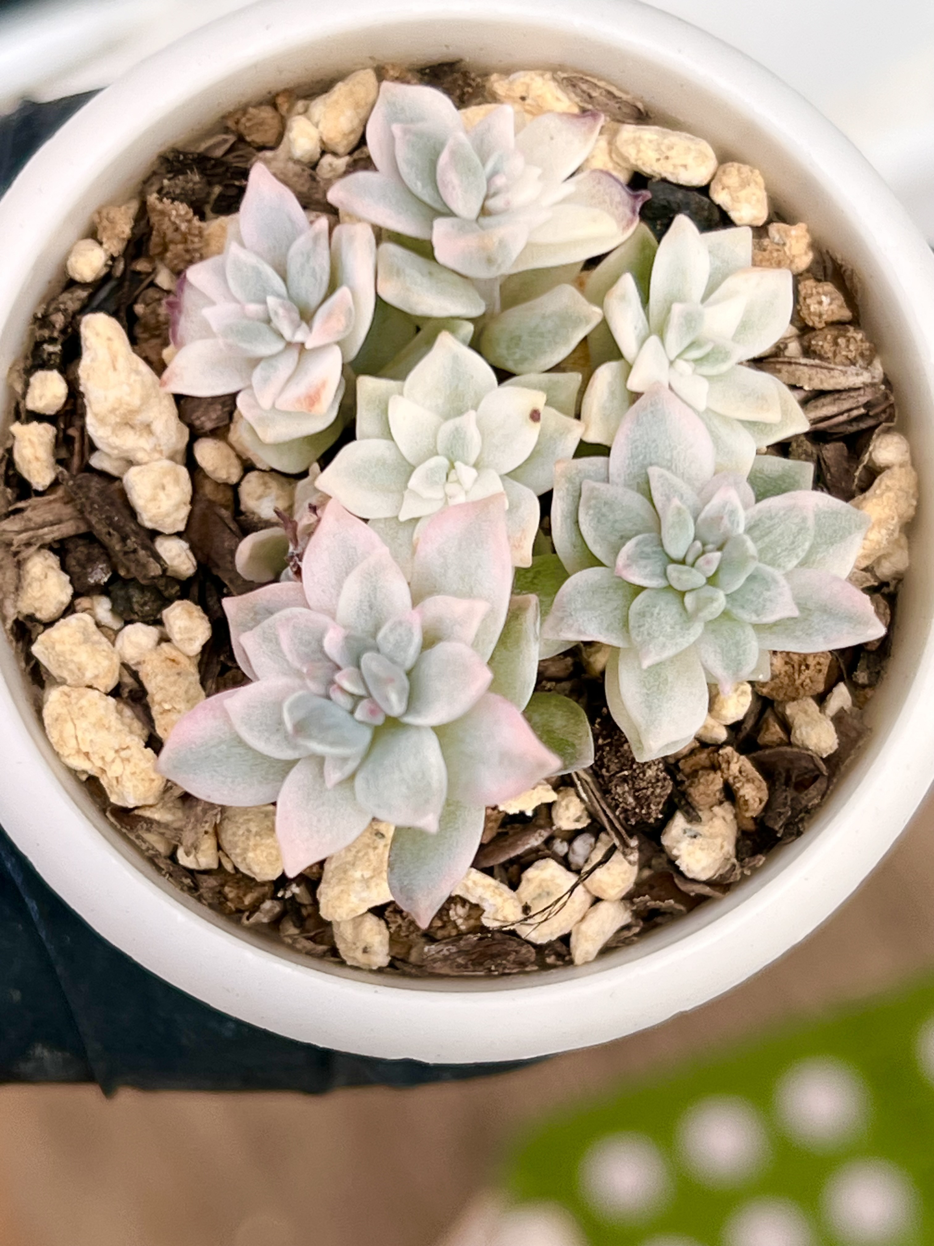 ロジーフリルズ♡ 多肉植物 抜き苗 なごめる