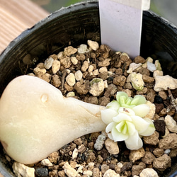 faf7ff0a1221f09f92373d52984f43