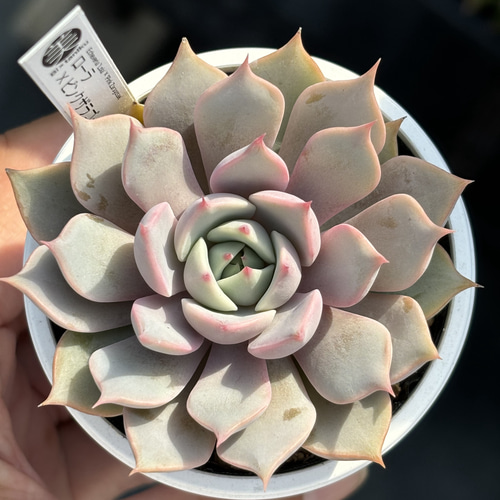 交配実生苗！☆ローラ×ピンクザラゴーサ 多肉植物 エケベリア交配 自家