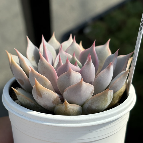 交配実生苗！☆ローラ×ピンクザラゴーサ 多肉植物 エケベリア交配 自家