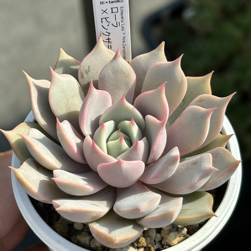 多肉植物　 ピンクザラゴーサ　抜き苗　美苗♪　エケベリア 多肉植物 ピンクザラゴーサ 抜き苗 美苗♪ エケベリア