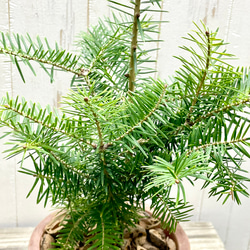 テーブルサイズ   ディスプレイ クリスマスツリー 鉢付 5枚目の画像