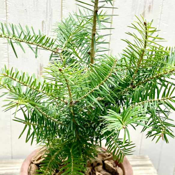 テーブルサイズ   ディスプレイ クリスマスツリー 鉢付 5枚目の画像