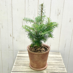 テーブルサイズ   ディスプレイ クリスマスツリー 鉢付 2枚目の画像