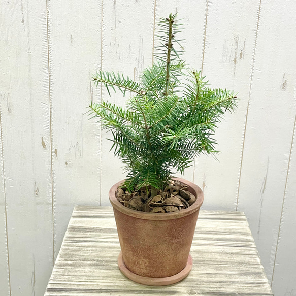 テーブルサイズ   ディスプレイ クリスマスツリー 鉢付 2枚目の画像