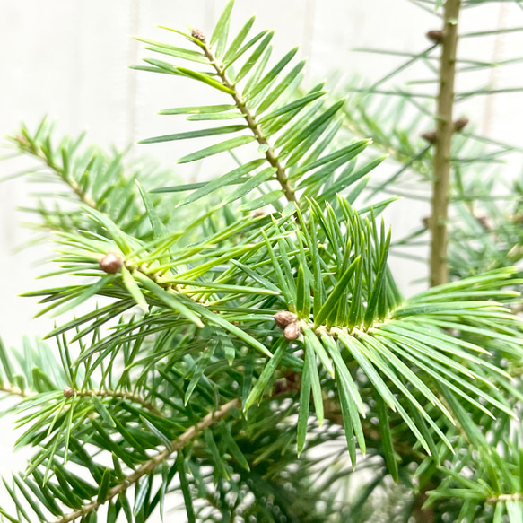 テーブルサイズ   ディスプレイ クリスマスツリー 鉢付 6枚目の画像