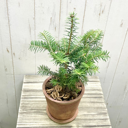 テーブルサイズ   ディスプレイ クリスマスツリー 鉢付 4枚目の画像