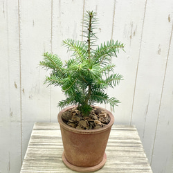 テーブルサイズ   ディスプレイ クリスマスツリー 鉢付 3枚目の画像