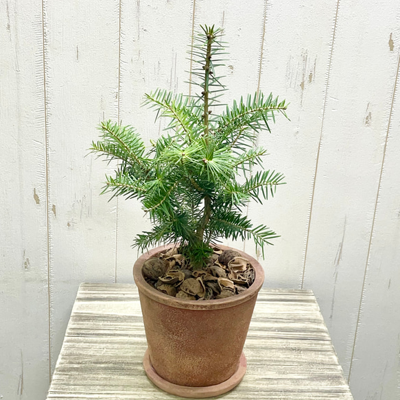 テーブルサイズ   ディスプレイ クリスマスツリー 鉢付 3枚目の画像