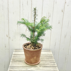 ダブルヘッド ユッカ ロストラータ アンティークテラコッタ その他