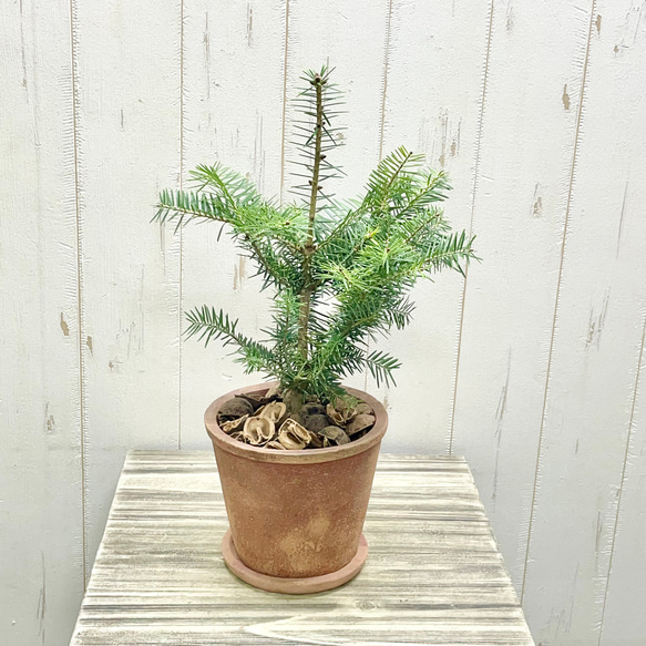 テーブルサイズ   ディスプレイ クリスマスツリー 鉢付 1枚目の画像